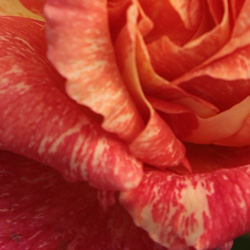 Rosa salmone con strisce gialle - rose ibridi di tea